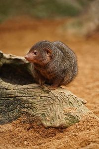 Close-up of squirrel on rock