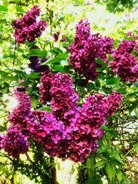 Close-up of pink flowering plant