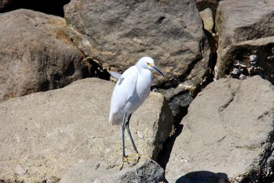 Close-up of gray heron perching on rock