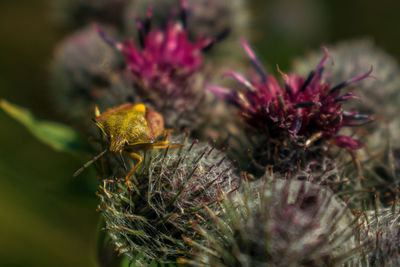 Close-up of insect on plant