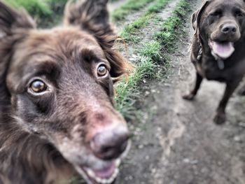 Close-up portrait of dog