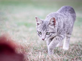 Portrait of tabby cat on field