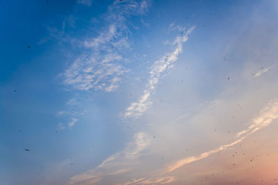 Low angle view of birds flying in sky