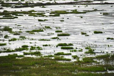 View of trees on field