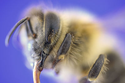 Macro shot of bee pollinating flower