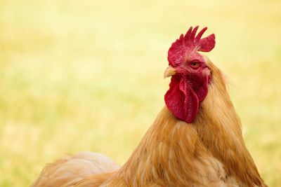 Close-up of rooster on field