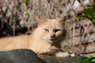 Close-up of a cat looking away