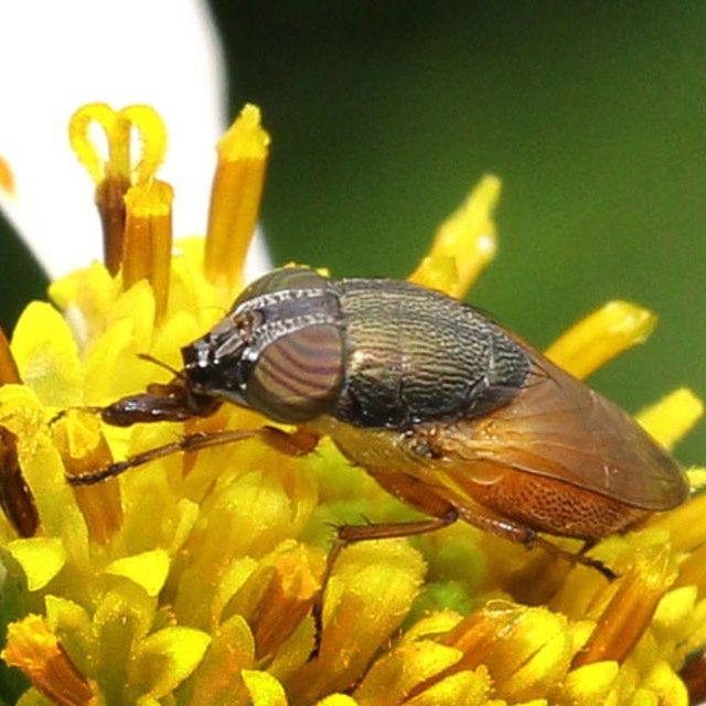 insect, animal themes, animals in the wild, one animal, wildlife, yellow, flower, close-up, pollination, fragility, butterfly, beauty in nature, butterfly - insect, nature, petal, animal antenna, focus on foreground, freshness, symbiotic relationship, selective focus