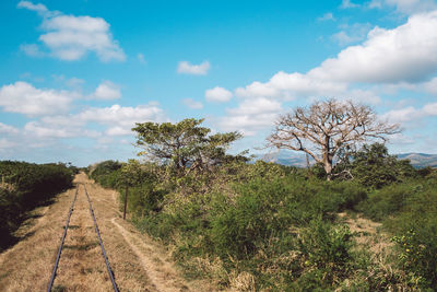 Trees on landscape against sky