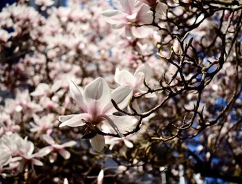 Close-up of pink cherry blossom tree