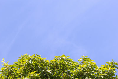 Low angle view of plants against clear blue sky
