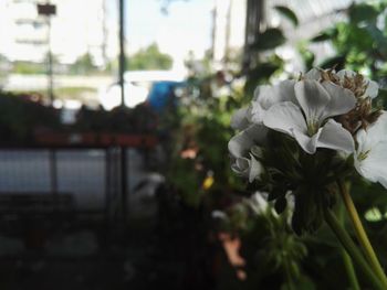 Close-up of white flowers blooming outdoors