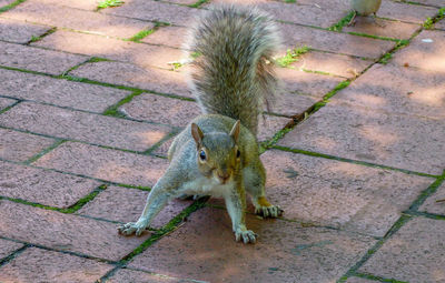 High angle view of squirrel on cobblestone