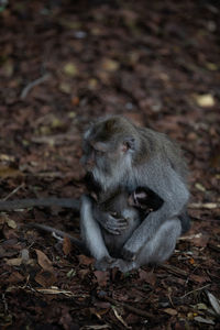 Monkey sitting on a field