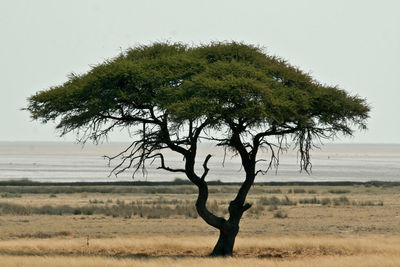 Large acacia tree in front of salt pan of etosha national park in namibia