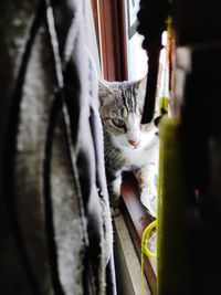 Cat looking through window at home