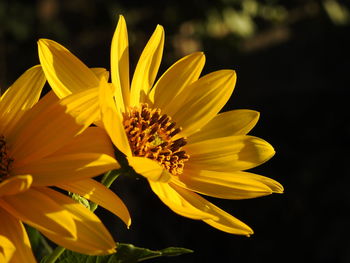 Close-up of yellow flower