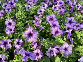 High angle view of purple flowering plants