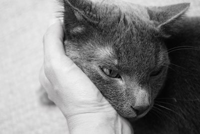 Close-up of hand holding cat