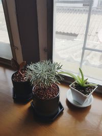 Potted plants on window sill at home