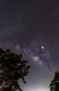 Low angle view of trees against sky at night