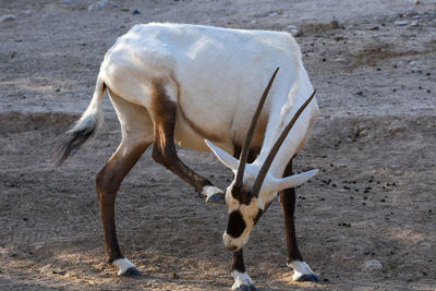 Side view of a horse on field