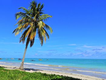 Palm trees on beach against blue sky