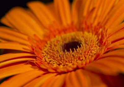 Macro shot of yellow flower