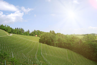 Scenic view of field against sky