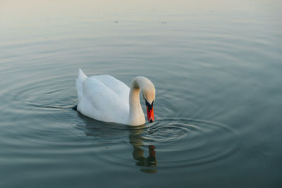 Swan swimming in lake