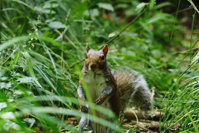 Squirrel on a field