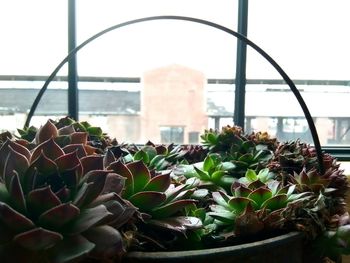 Close-up of succulent plants against window