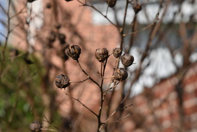 Close-up of plant against blurred background