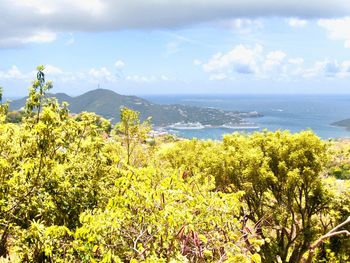 Plants by sea against sky