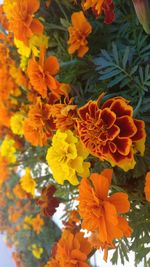 Close-up of orange marigold flowers blooming outdoors