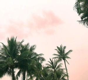 Low angle view of palm trees against sky