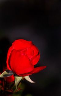 Close-up of red rose blooming against black background