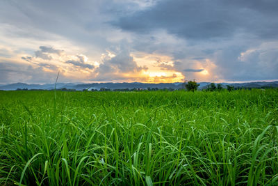 Scenic view of agricultural field against sky during sunset