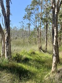 Trees on field against sky