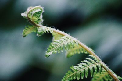 Close-up of green fern 
