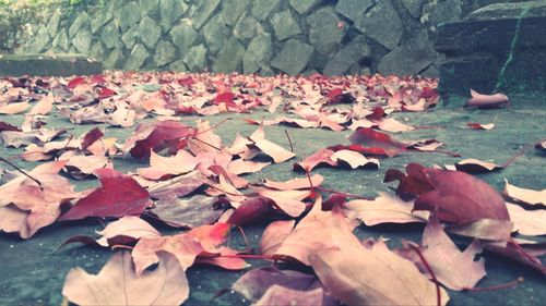 Leaves on ground