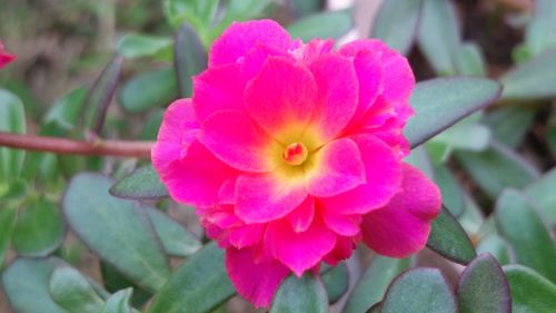 Close-up of pink flower blooming outdoors