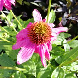 Close-up of coneflower blooming outdoors