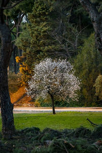 Trees in park