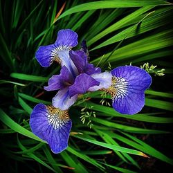 Close-up of purple flowers blooming