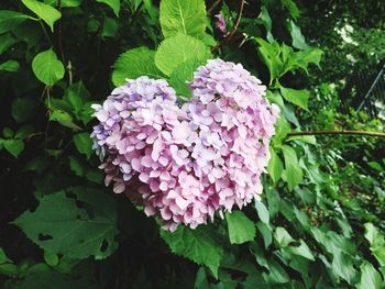 Close-up of hydrangea blooming outdoors