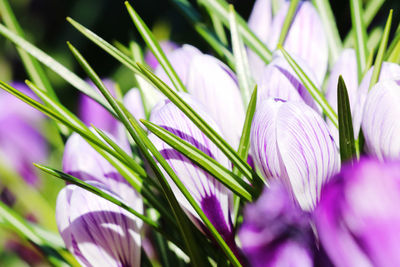Close-up of purple flowering plant