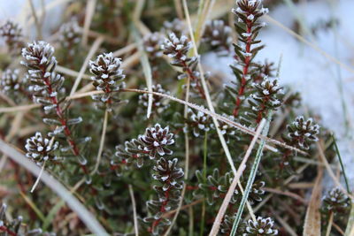 Close-up of frozen plants during winter