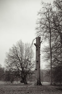 Bare trees on field