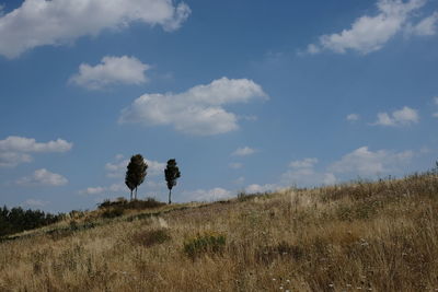 Trees on field against sky